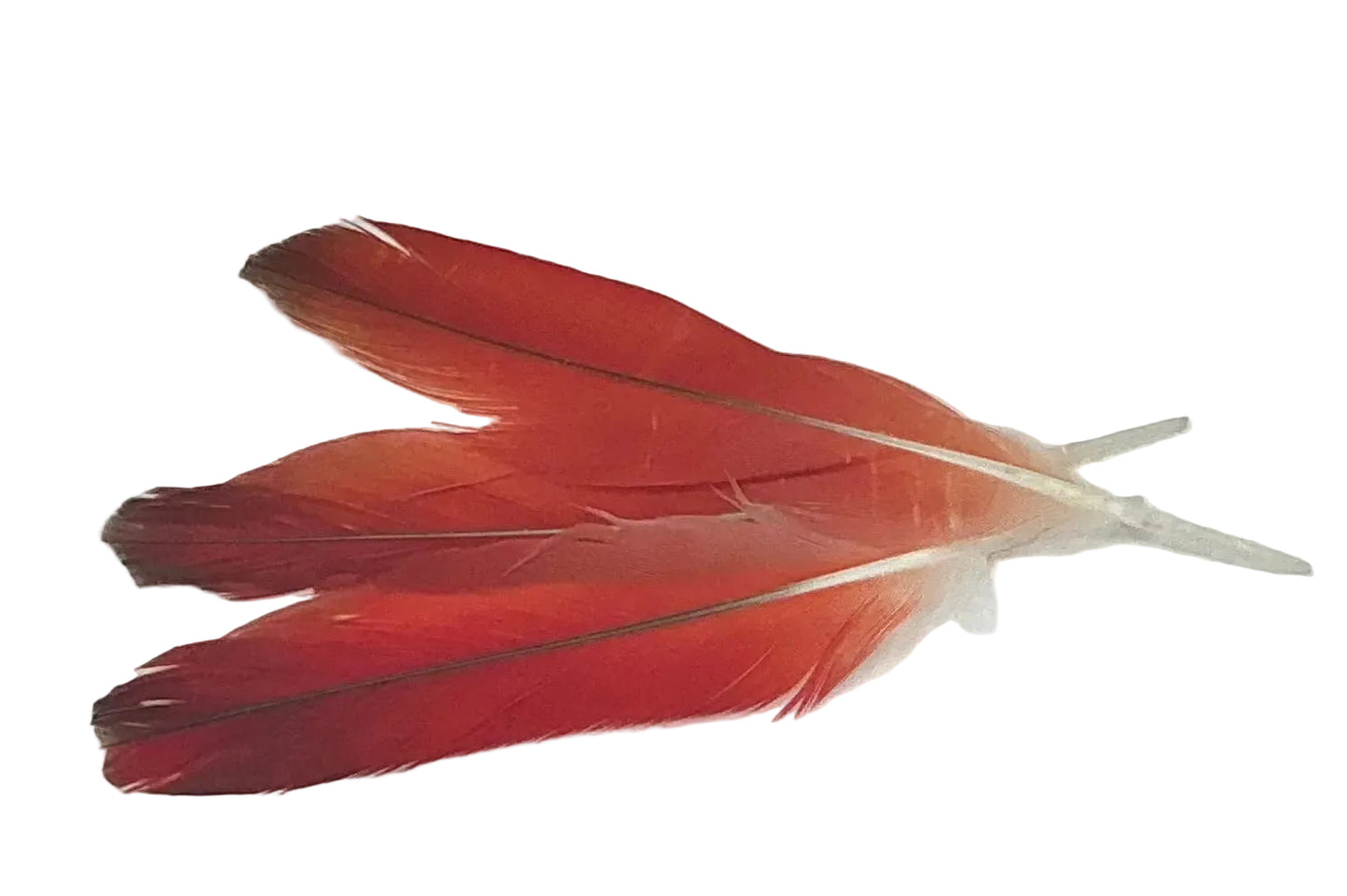 PLUMAS DE LORO