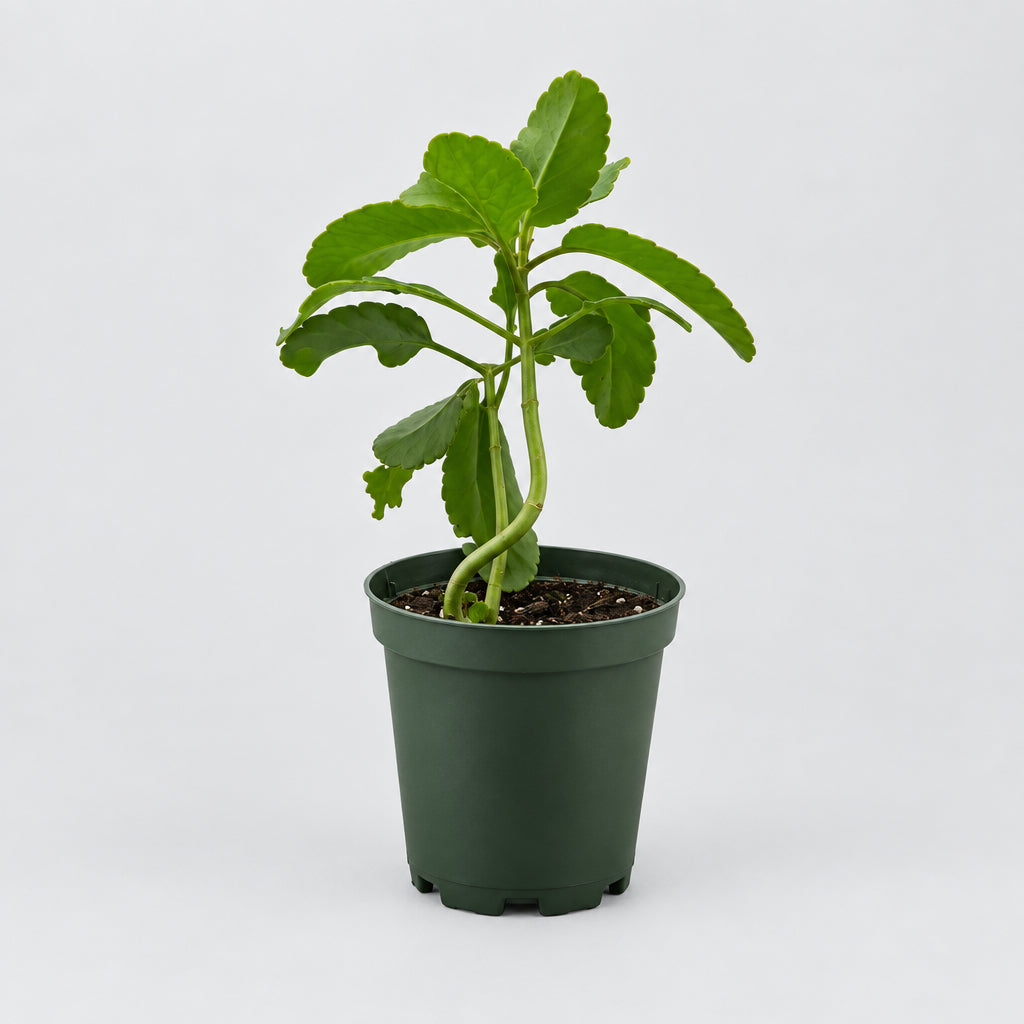 PLANTAS SIEMPREVIVAS