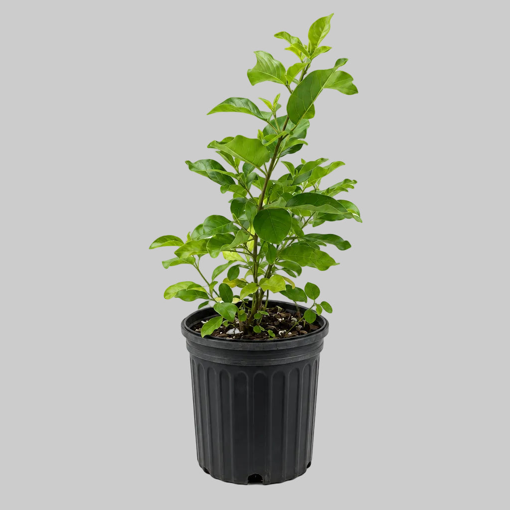 PLANTA DE VENCEDOR