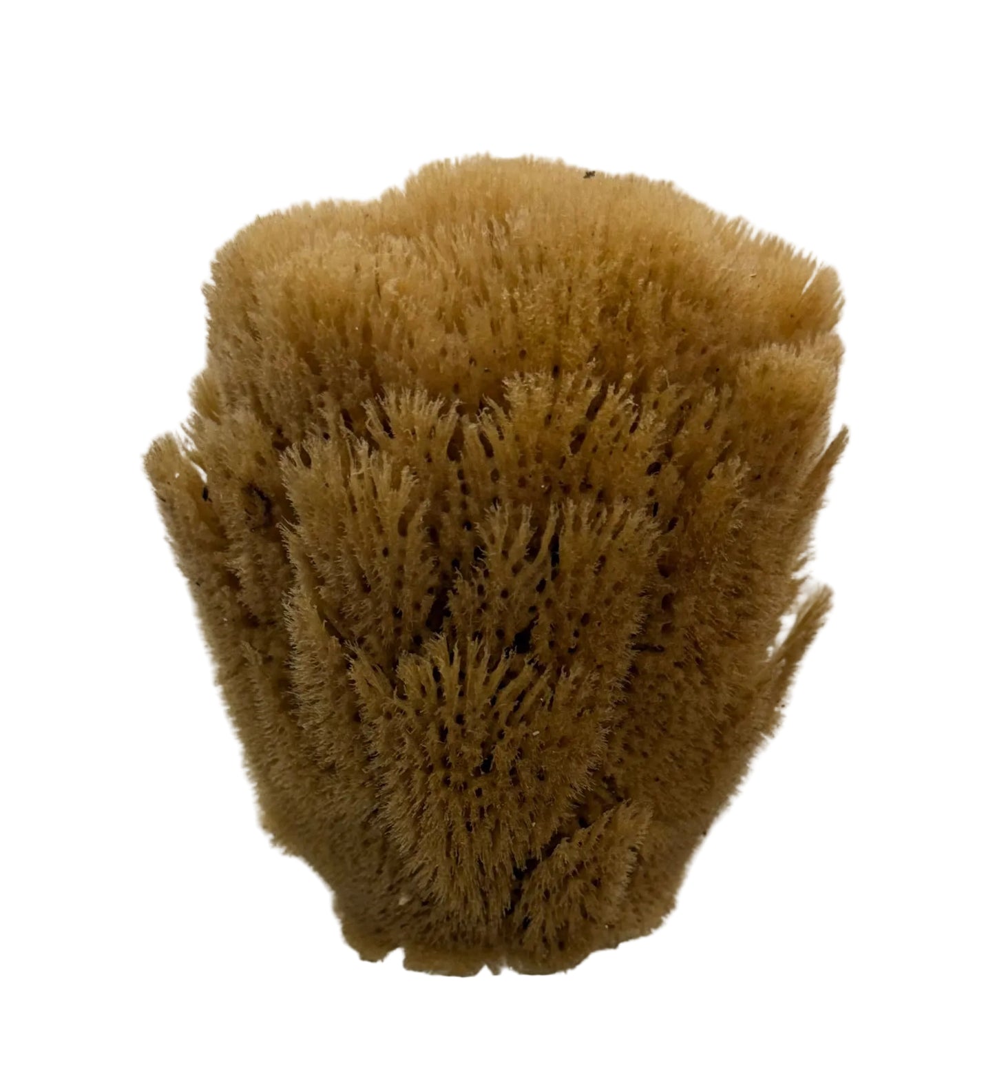 ESPONJAS DE MAR