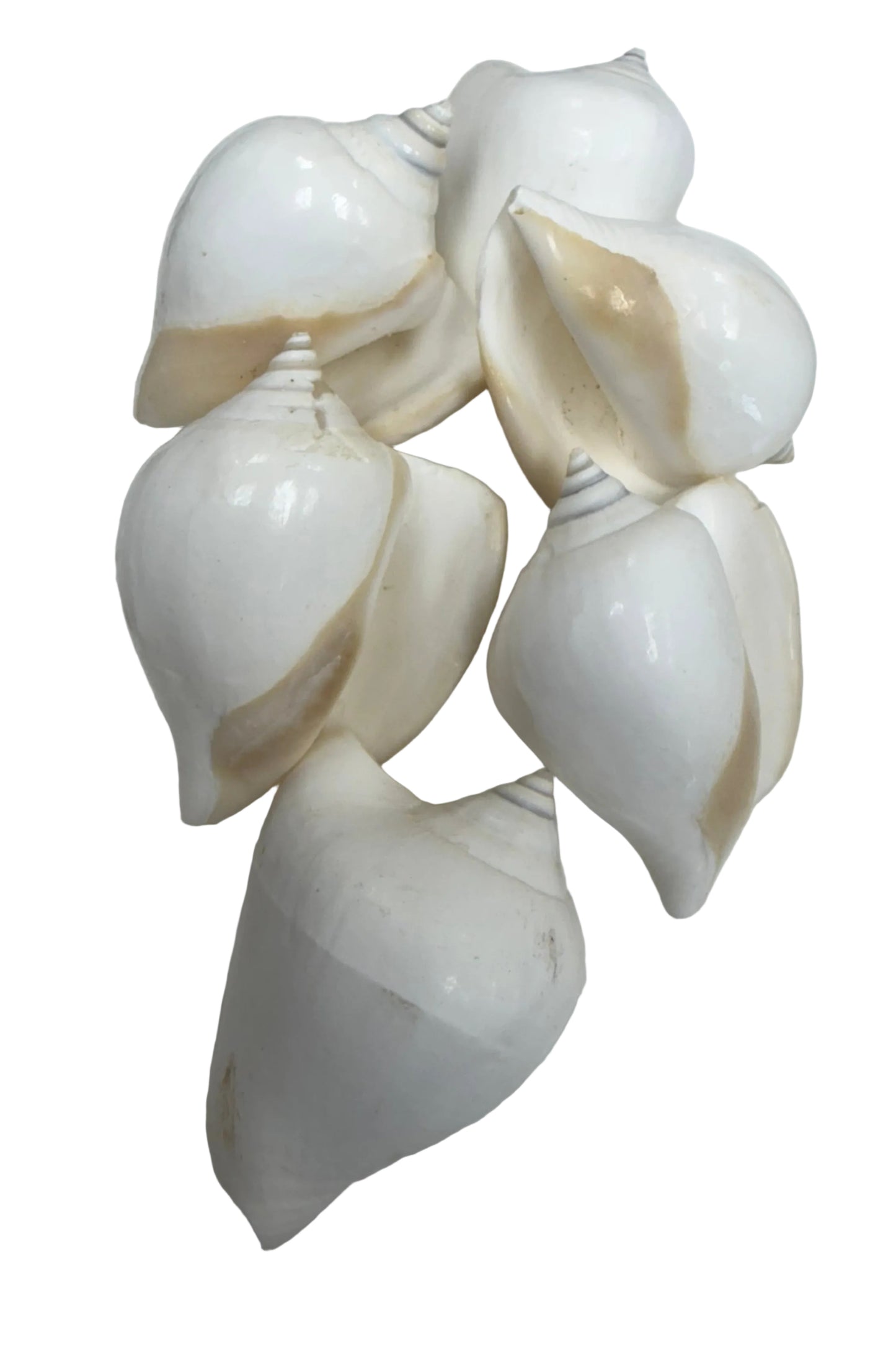 CARACOLES DE OSHUN