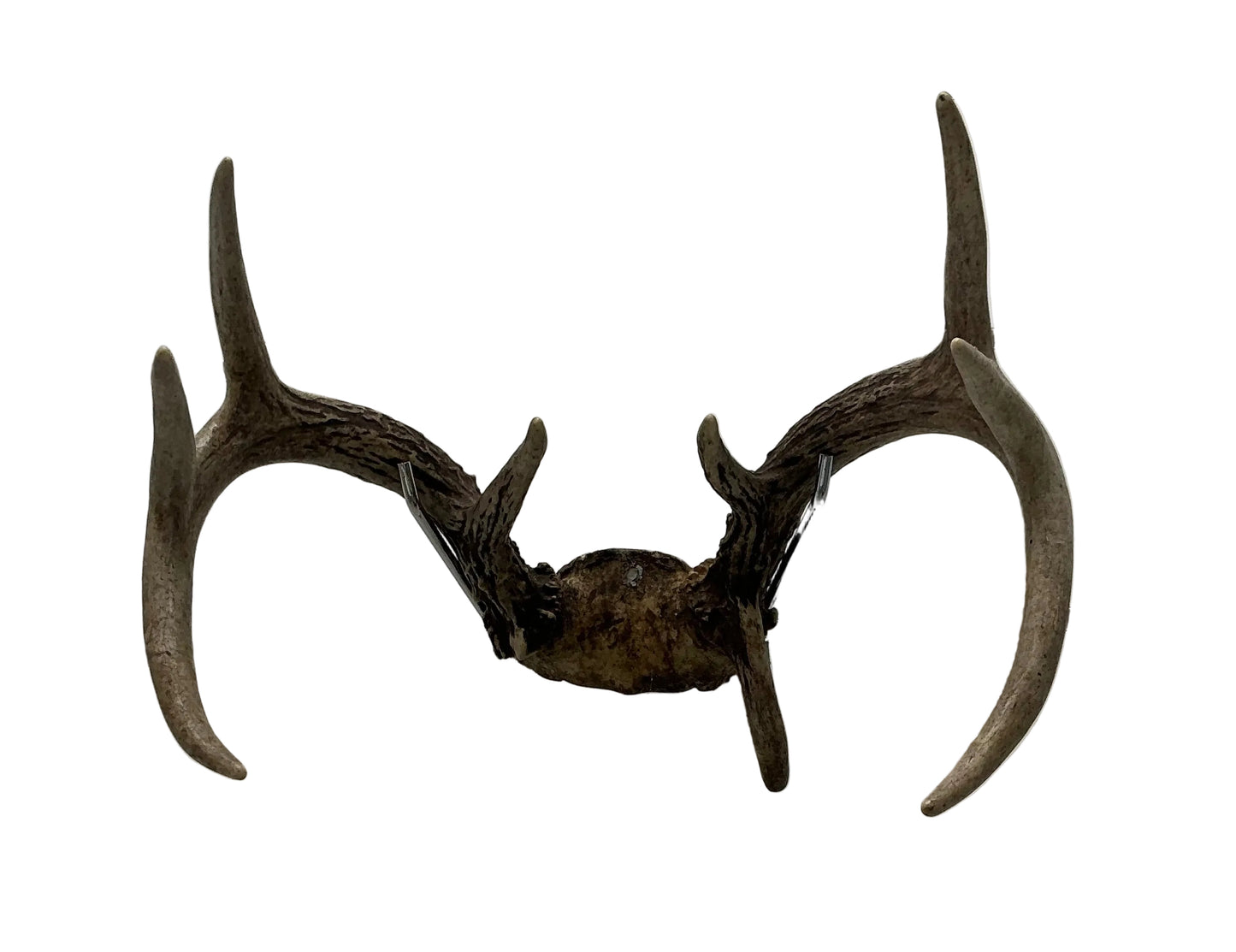 FRONTIL DE VENADO