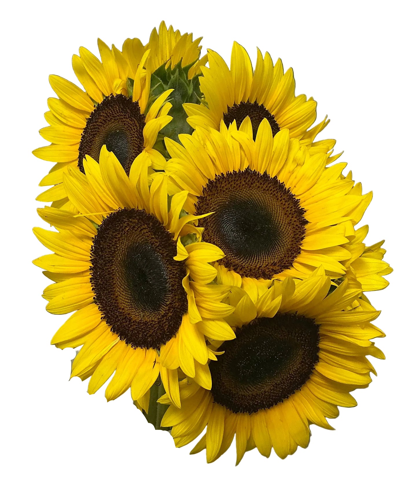 GIRASOLES