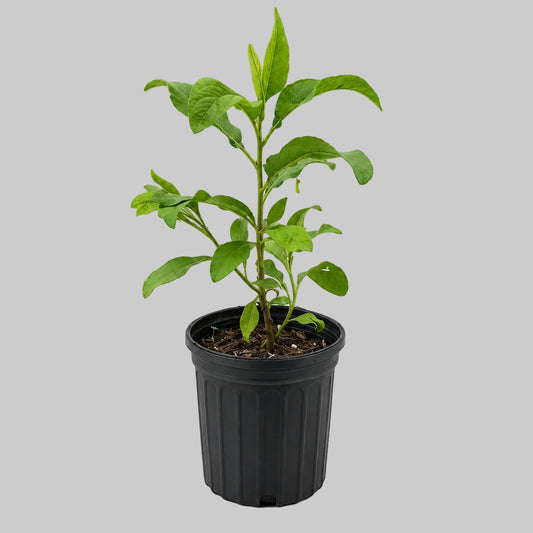 PLANTA ROMPE SARAGÜEY