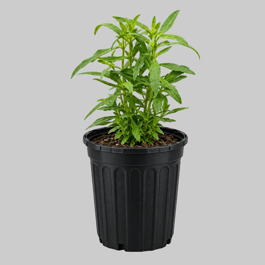PLANTA ESPANTA MUERTOS