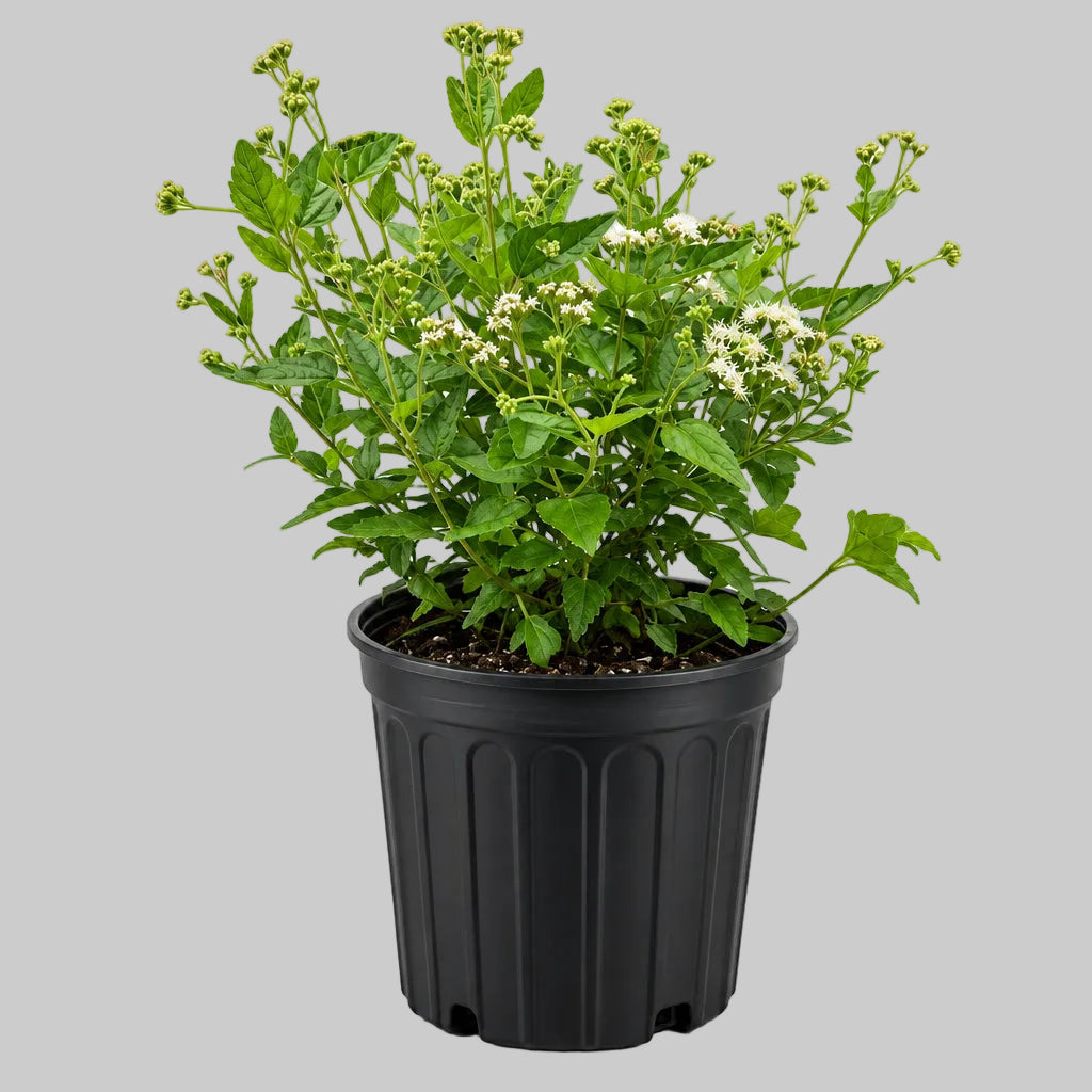 PLANTAS ABRE CAMINO