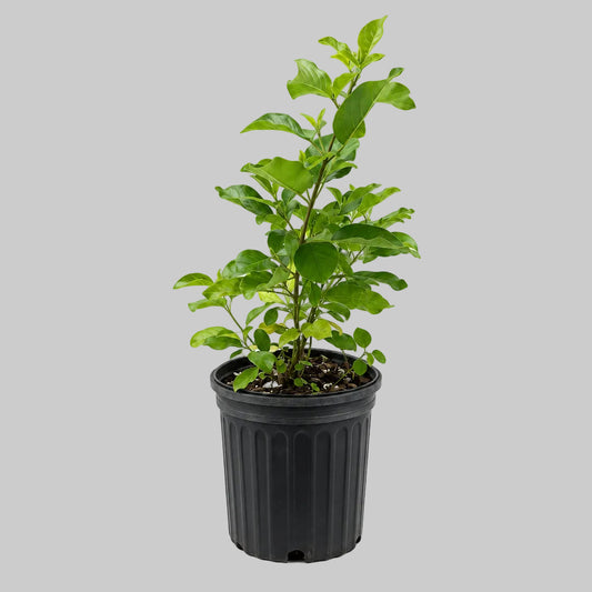 PLANTA DE VENCEDOR