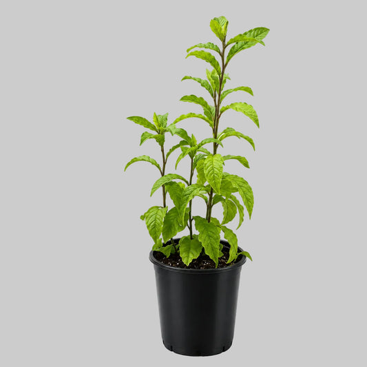 PLANTA ANAMÚ