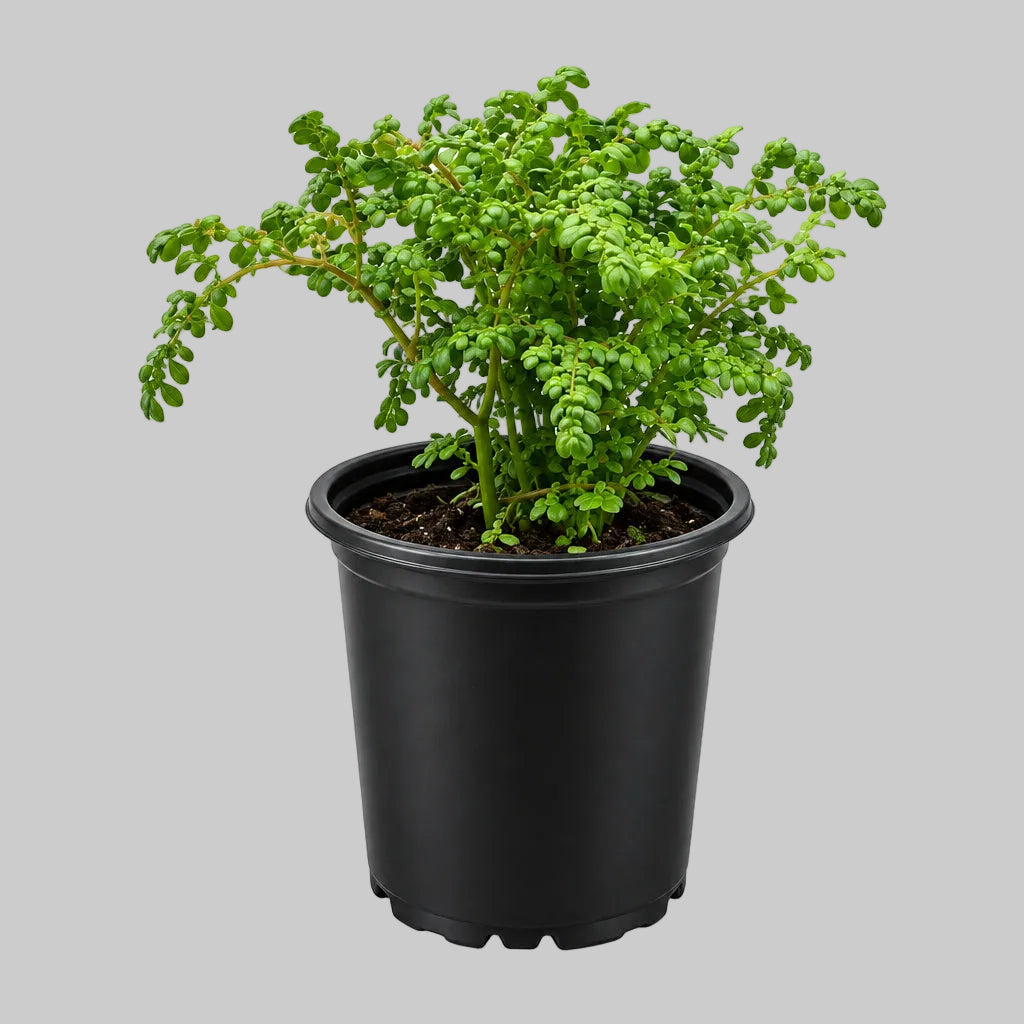 PLANTA FRESCURA