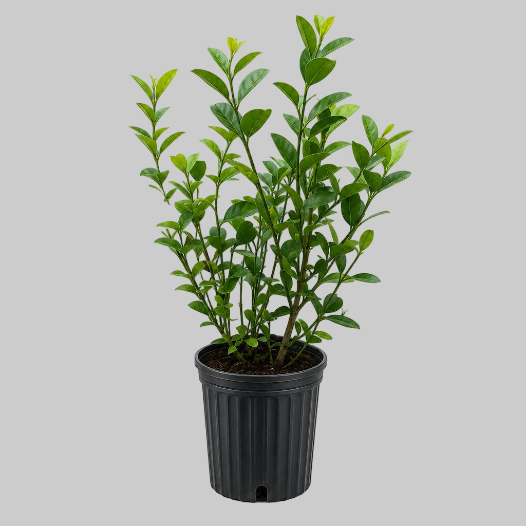 PLANTA YO PUEDO MAS QUE TU