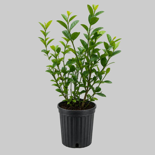 PLANTA YO PUEDO MÁS QUE TÚ
