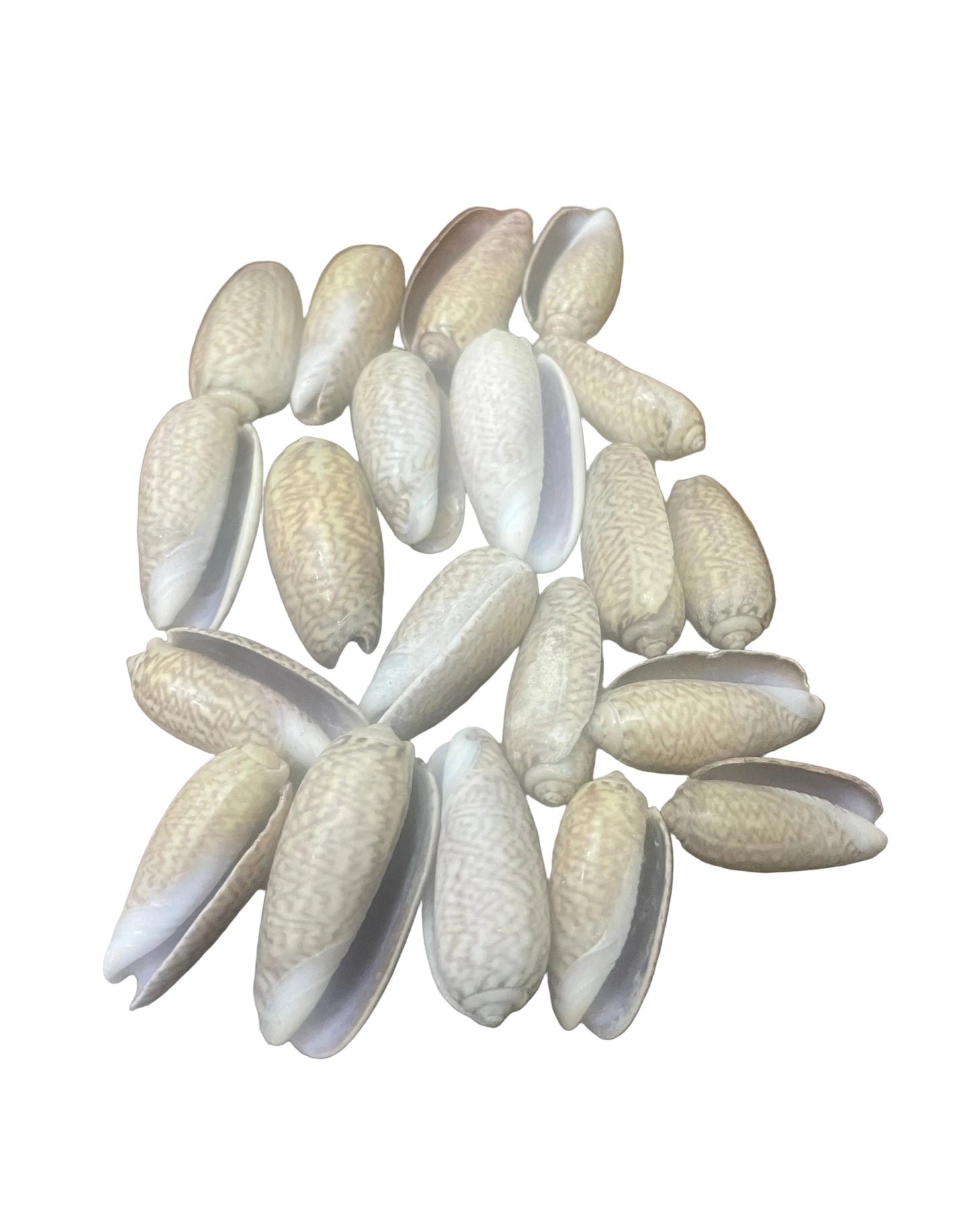 CARACOLES IBBOS CHICOS