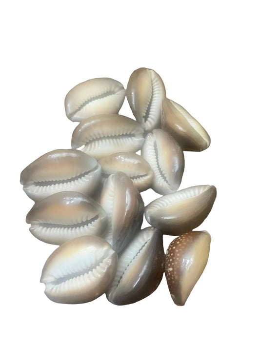 CARACOLES OJO DE TIGRE