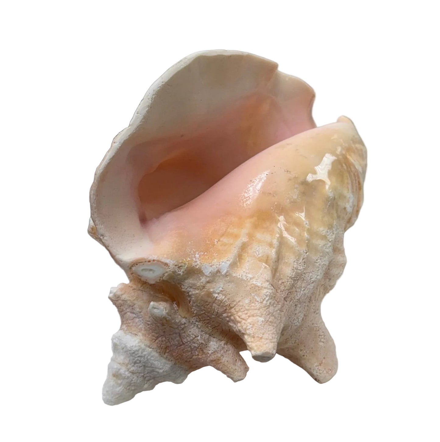 CARACOL COBO