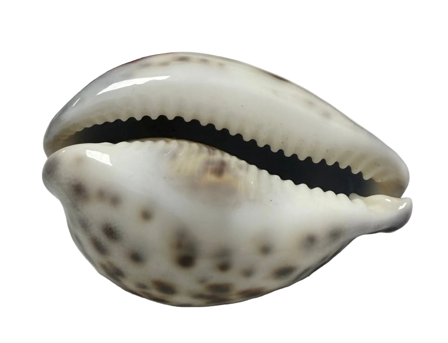 CARACOL TIGRE GRANDE