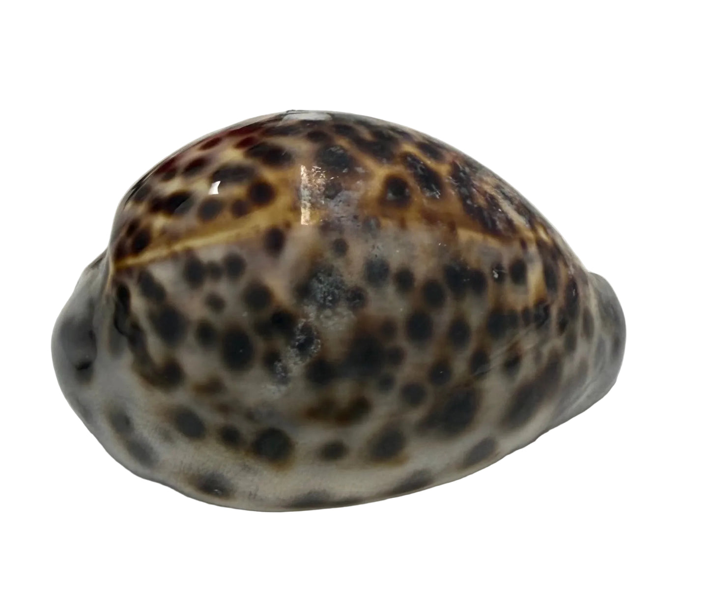 CARACOL TIGRE GRANDE