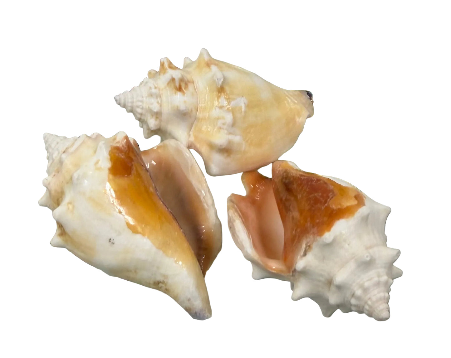 CARACOLES COBOS CHICOS