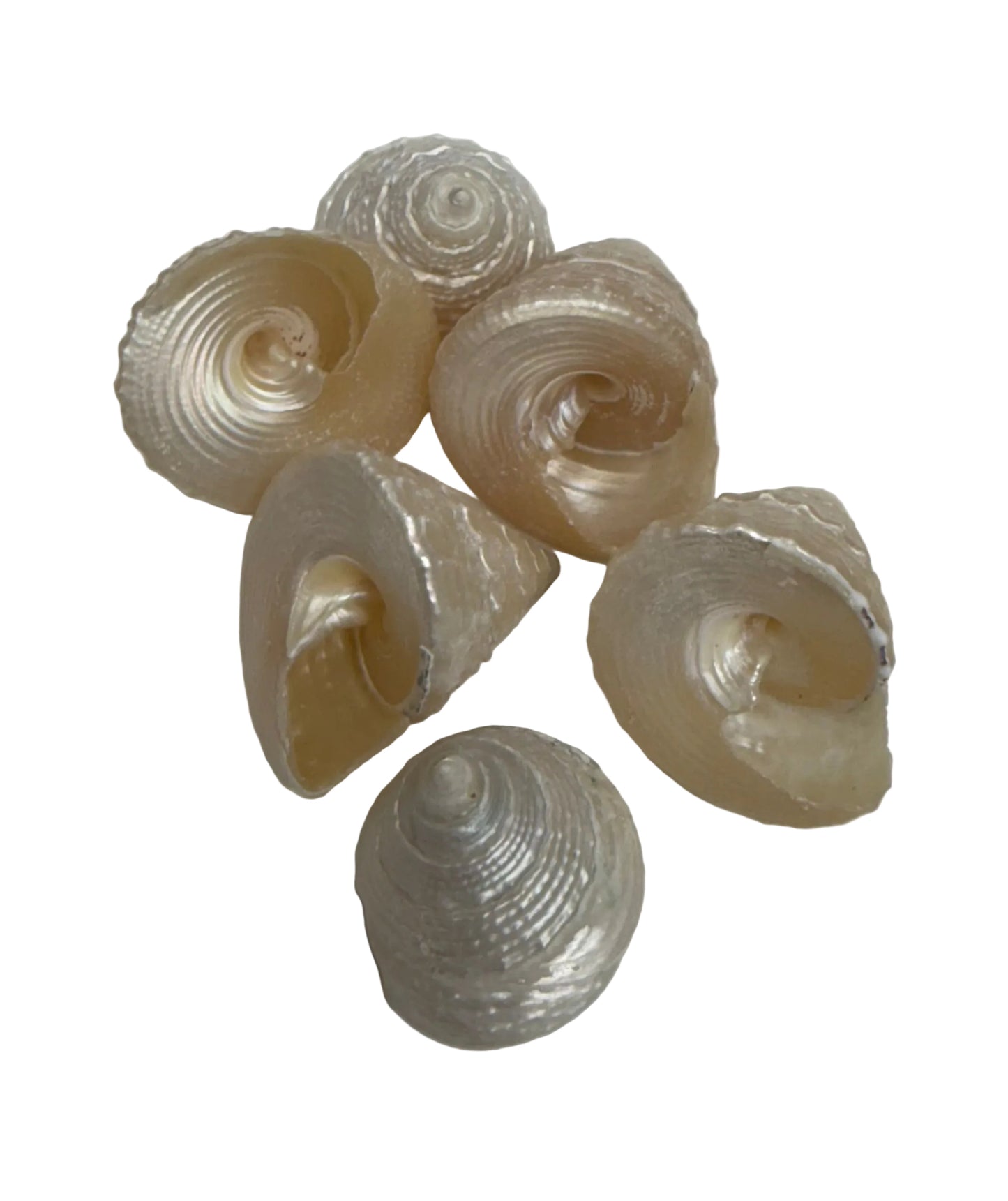 CARACOLES   DE OSHUN