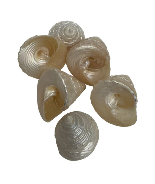 CARACOLES   DE OSHUN