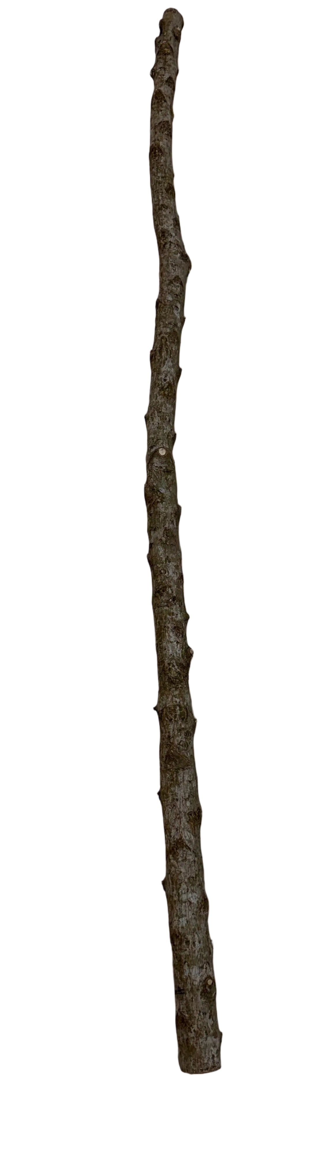 PALO MORULO GRANDE