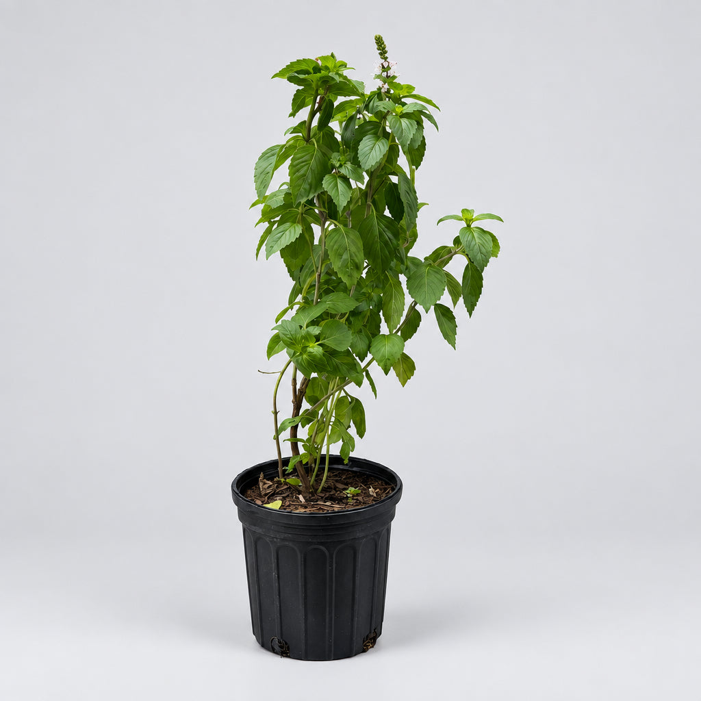 PLANTA ALBAHACA