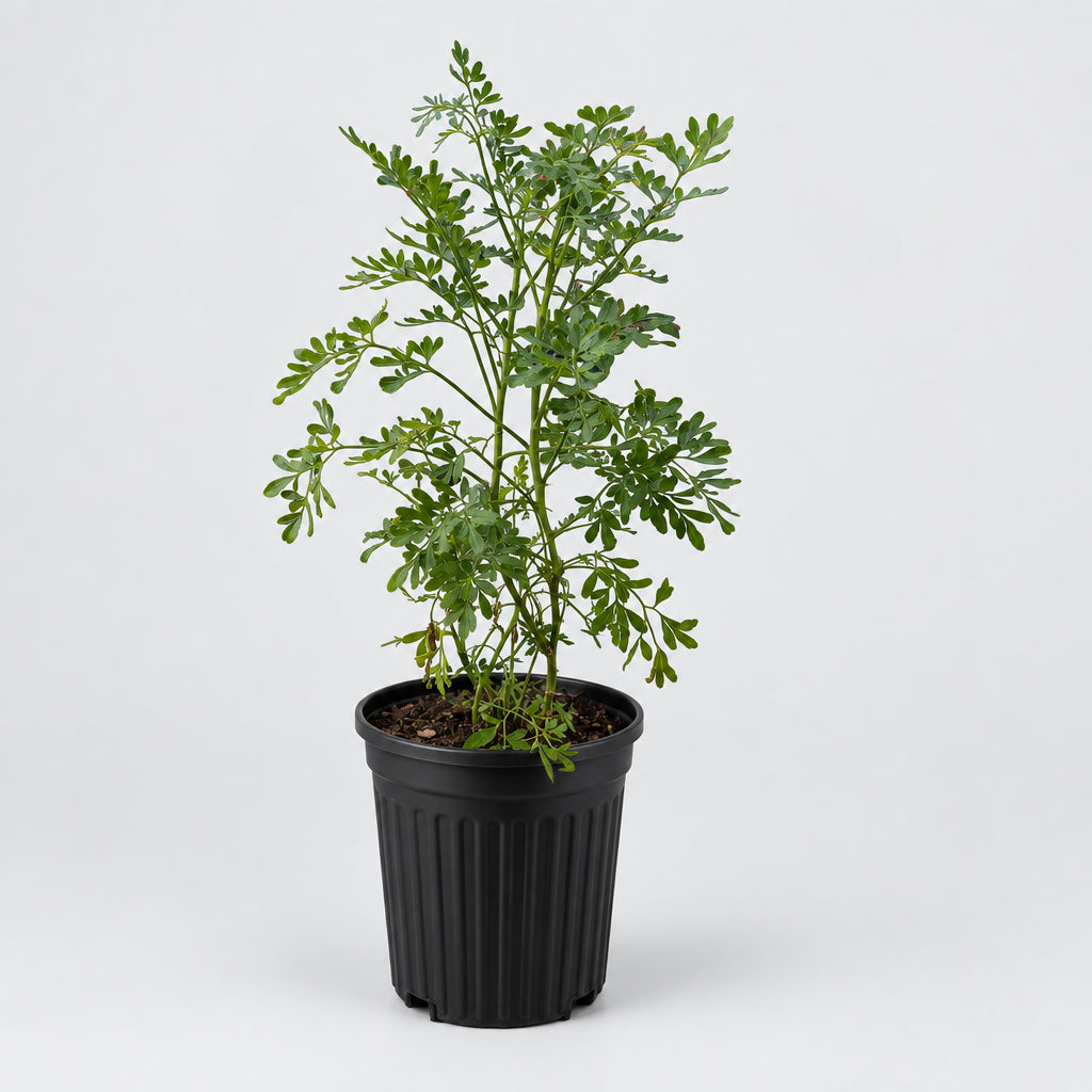 PLANTA DE RUDA