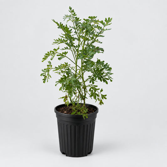 PLANTA DE RUDA
