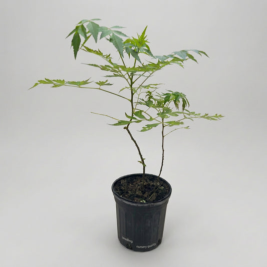 PLANTA PARAÍSO
