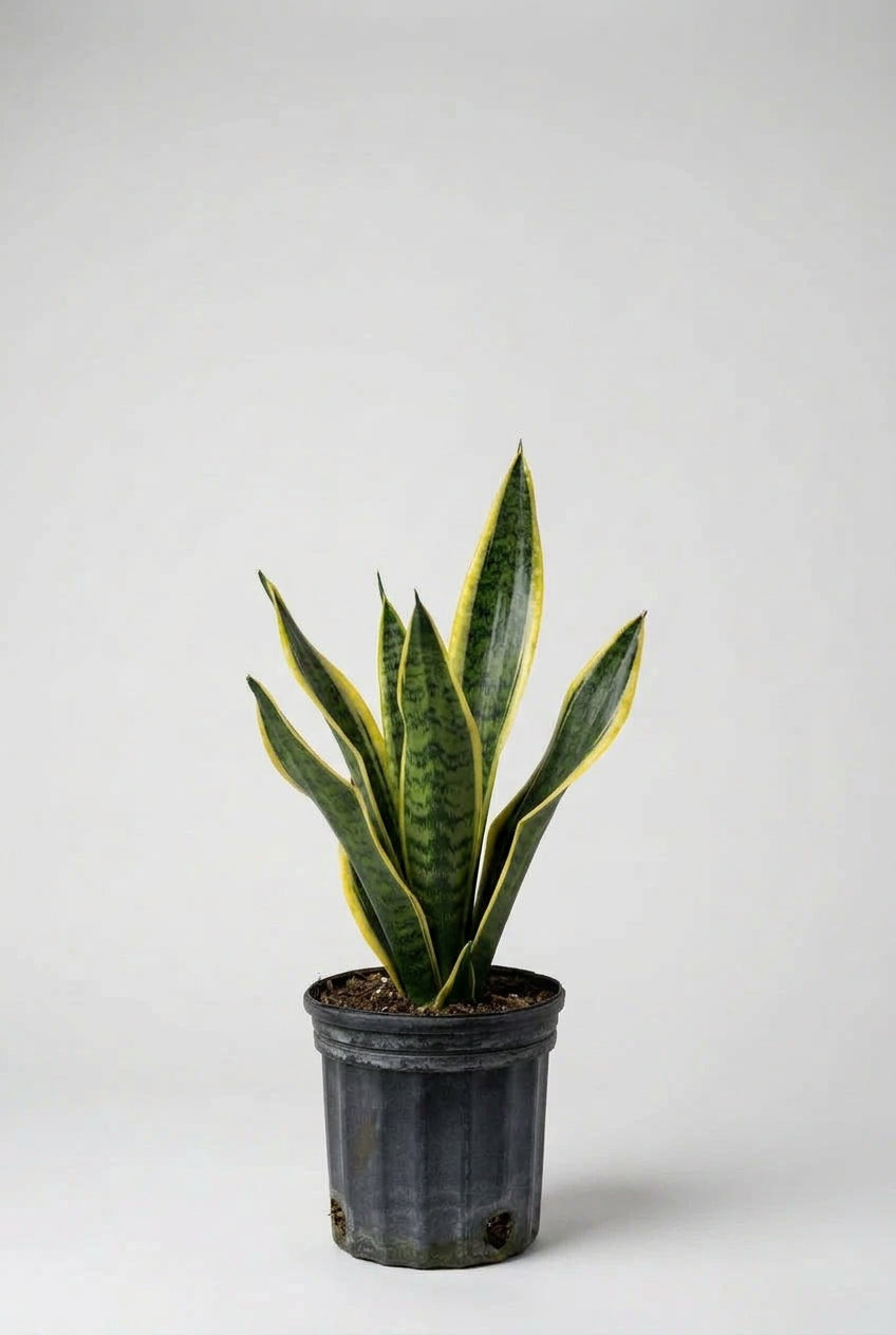 PLANTA LENGUA DE VACA