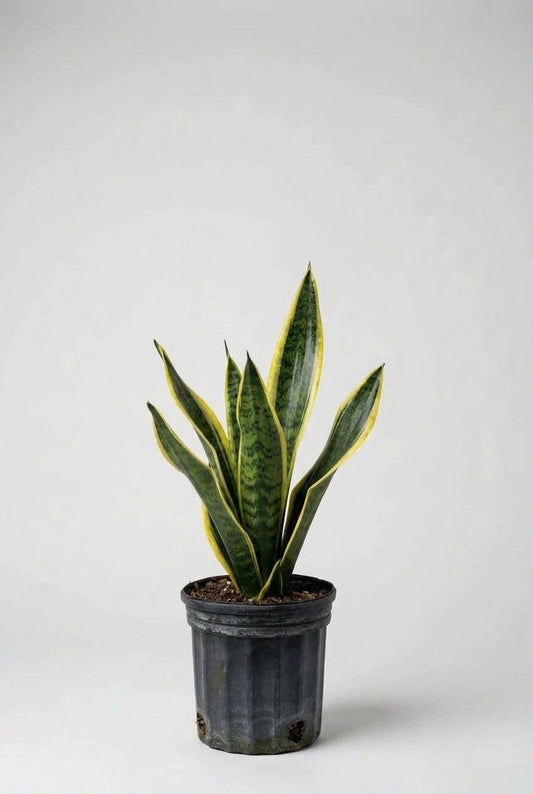 PLANTA LENGUA DE VACA